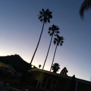 Meet your Posher, Daisy